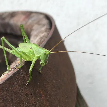 Wohnen Im Alten Kornspeicher * Ermsleben