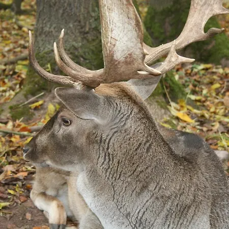 Wohnen Im Alten Kornspeicher Ermsleben