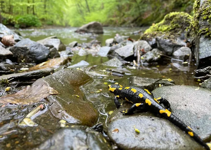 Lägenhet Wohnen Im Alten Kornspeicher