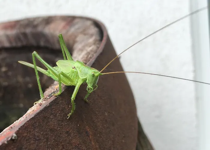 Wohnen Im Alten Kornspeicher * Ermsleben