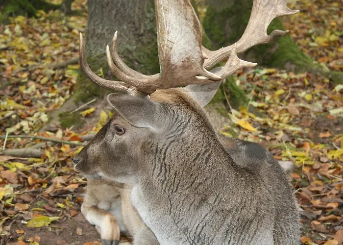 Wohnen Im Alten Kornspeicher Ermsleben